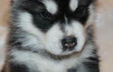 Alaskan Malamute Pup