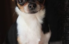 ​Om prachtige pups te geven Chihuahua